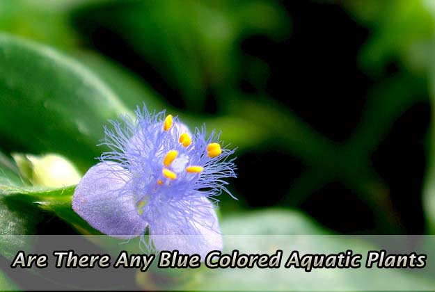 Are There Any Blue Colored Aquatic Plants