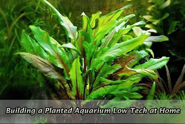 Building a Planted Aquarium Low Tech at Home