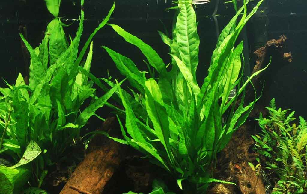 What Is a Low-Tech Planted Aquariums