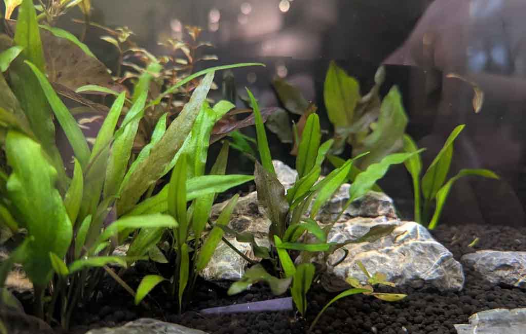 planted aquarium low tech