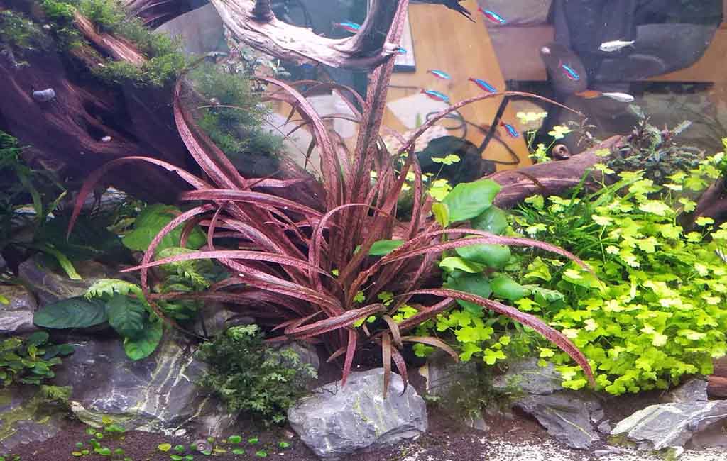low tech aquarium plants