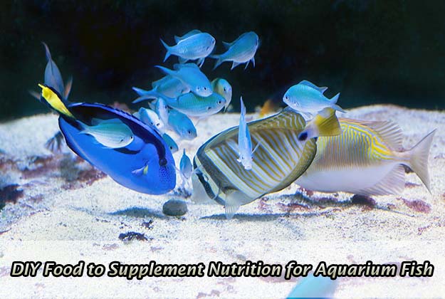 DIY Food to Supplement Nutrition for Aquarium Fish