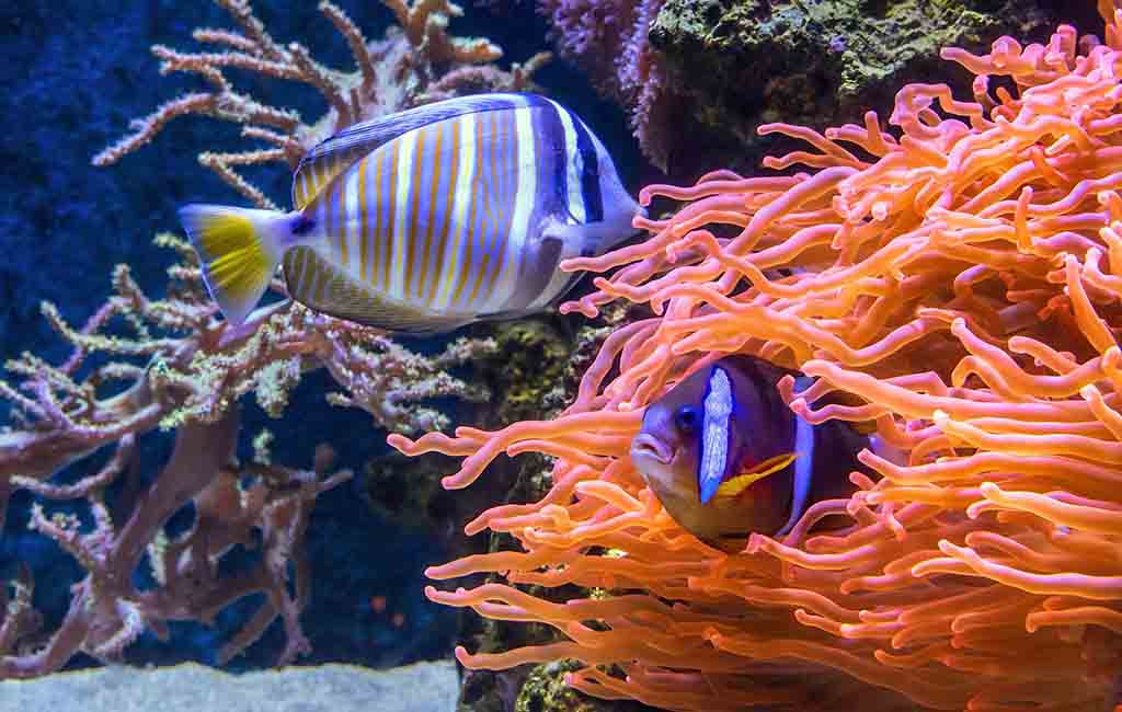 DIY food hamburger for fish