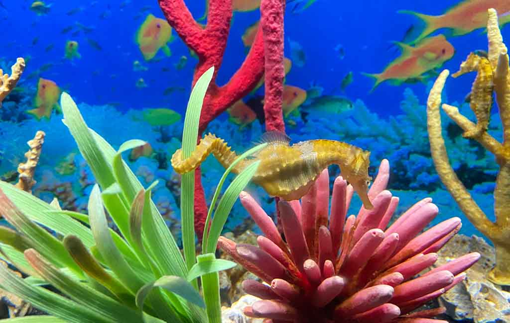 clean water for aquarium fish