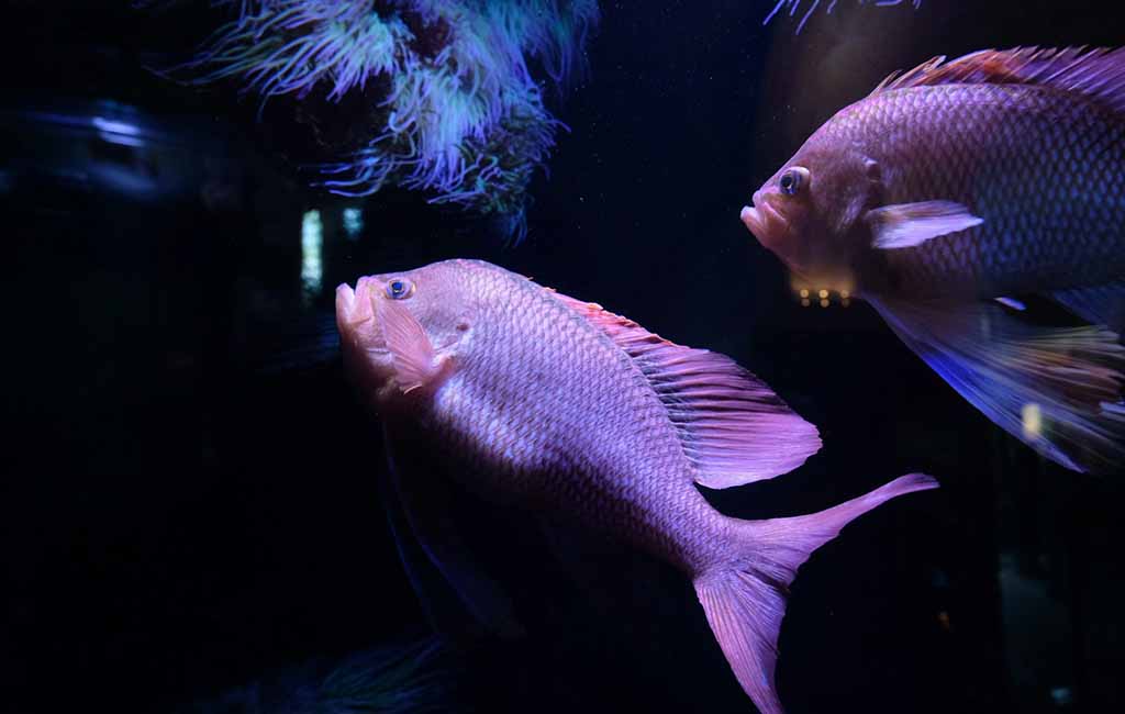 aquarium fish DIY food