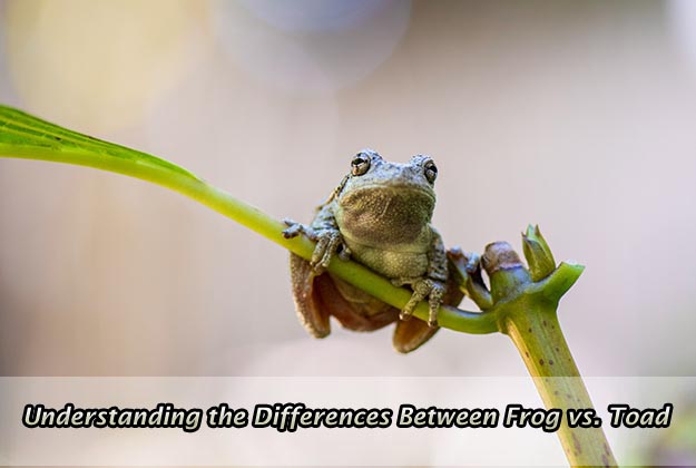 Understanding the Differences Between Frog vs. Toad