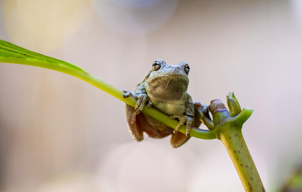 frog and toad