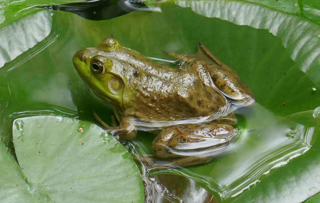 Is a Toad Technically a Frog