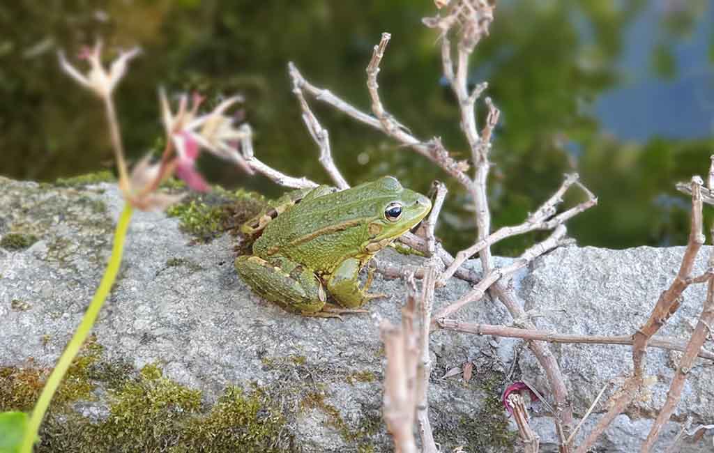 what do frogs and toads eat