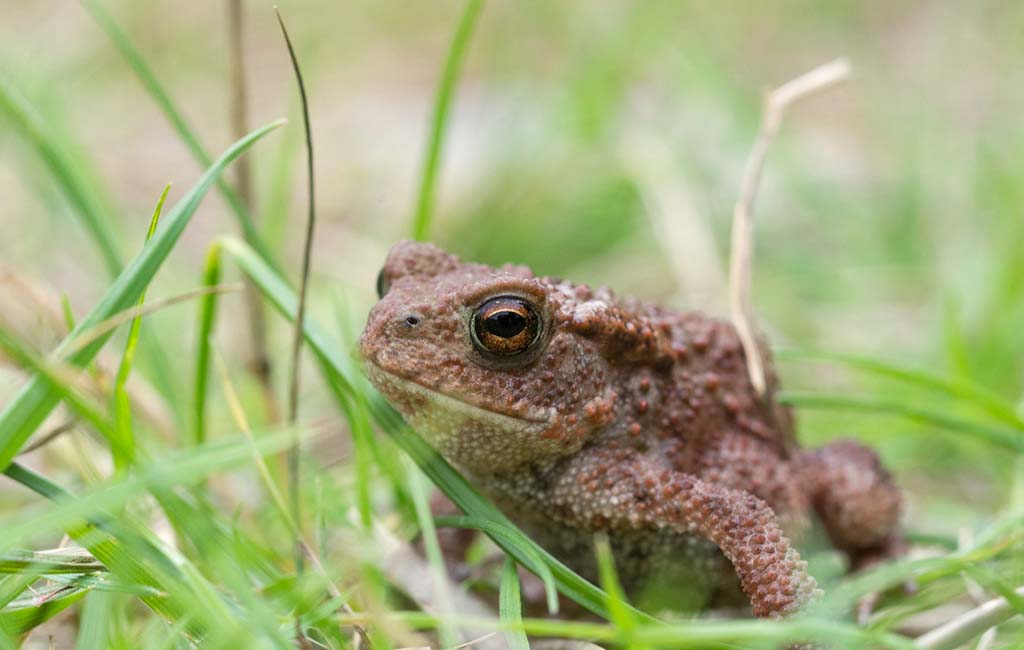 Toad