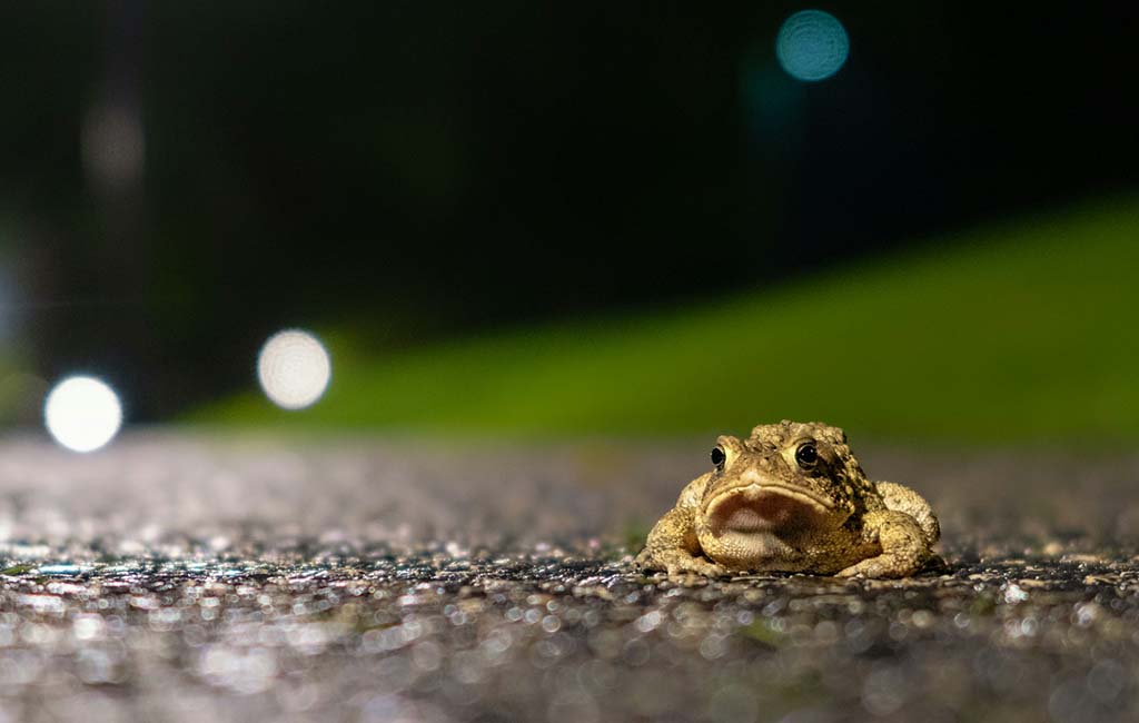 Frogs and Toads in Ecosystems