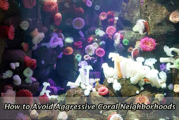 How to Avoid Aggressive Coral Neighborhoods