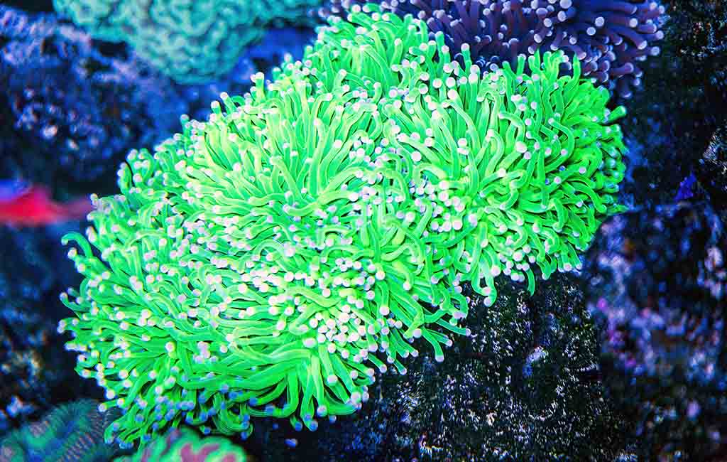 coral neighborhood