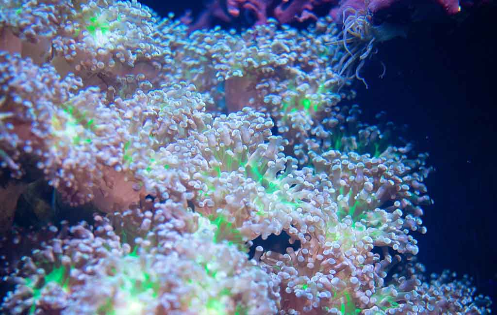 best neighborhoods in coral