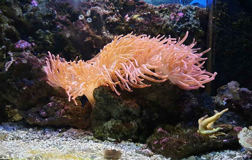 Peaceful Neighborhood for Corals