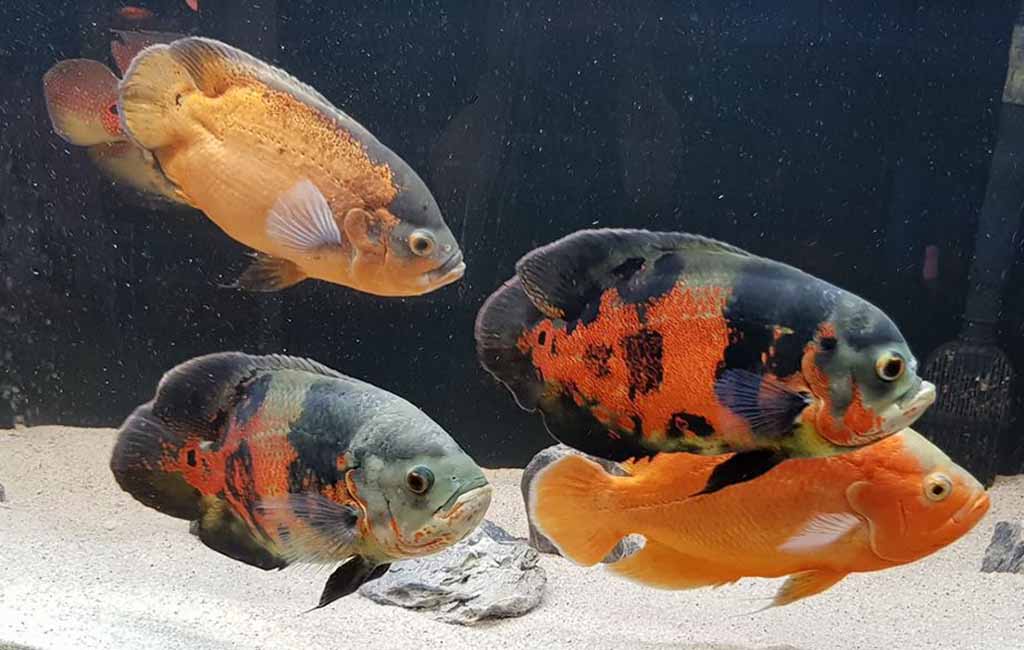 Oscar fish gender