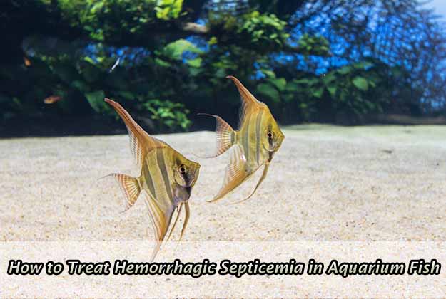 How to Treat Hemorrhagic Septicemia in Aquarium Fish