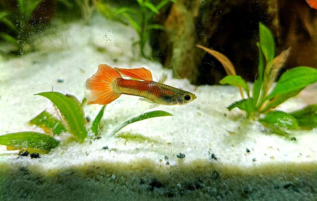 hemorrhagic septicemia in fish​