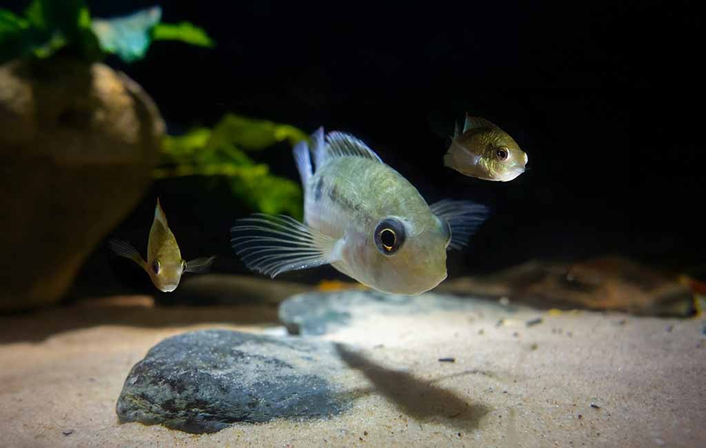 Hemorrhagic septicemia fish disease