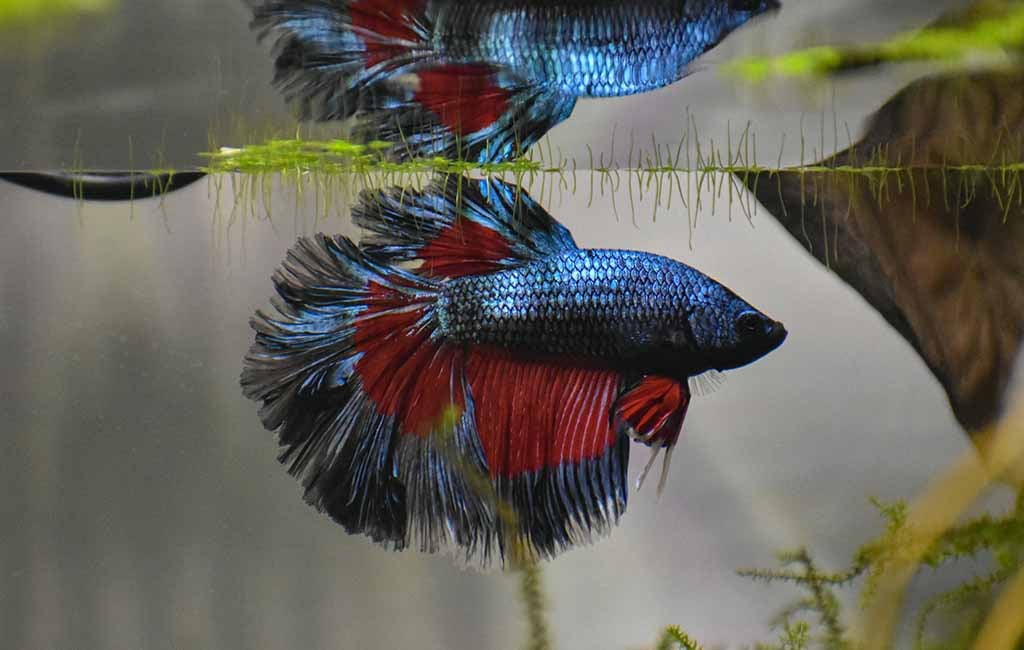 Fish Species Are Susceptible to Hemorrhagic Septicemia 