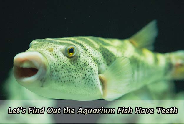 Let’s Find Out the Aquarium Fish Have Teeth