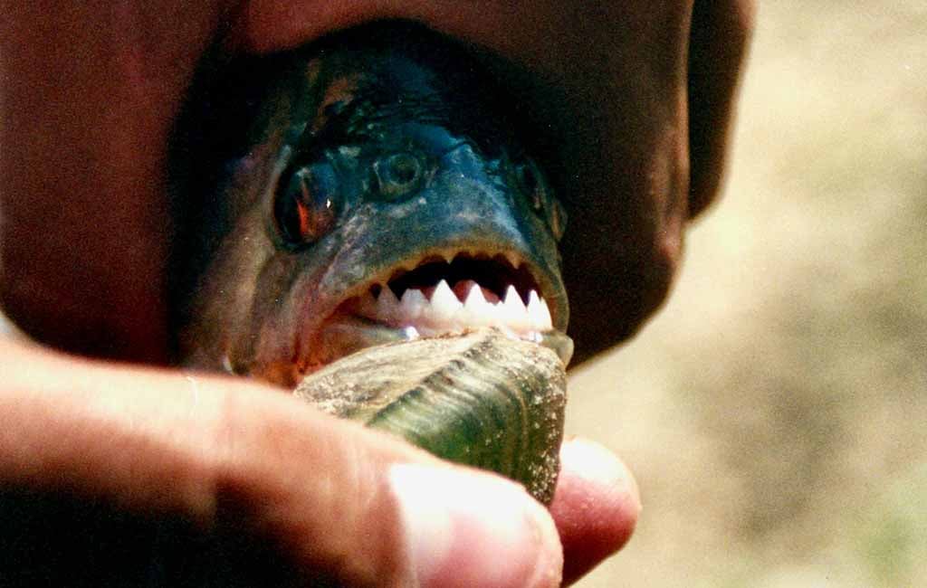fish with big teeth