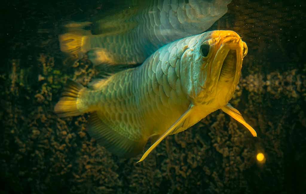 aquarium fish have teeth