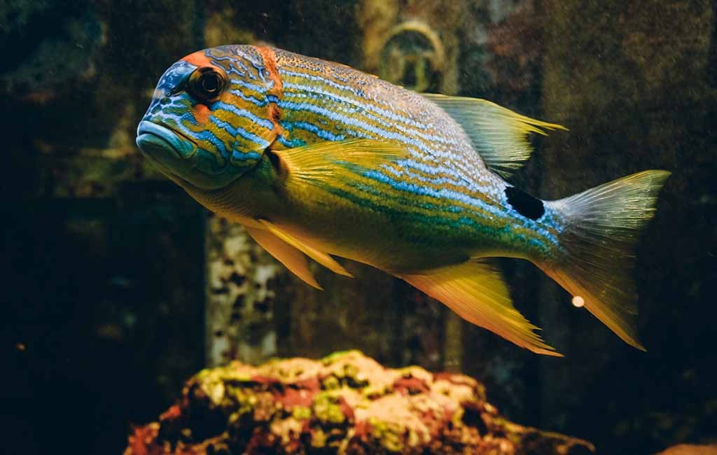 Parrotfish with teeth