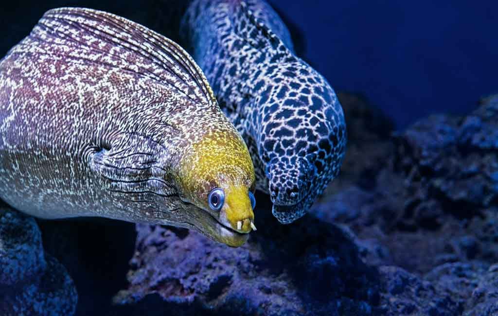 Ele fish has teeth