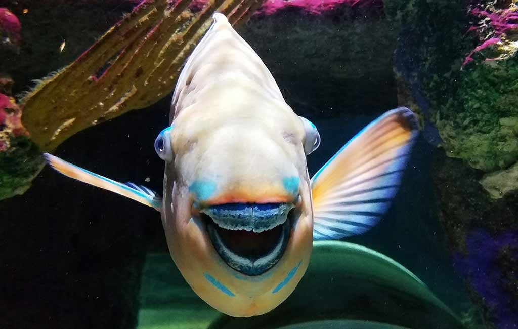 What Does Fish with No Teeth Mean