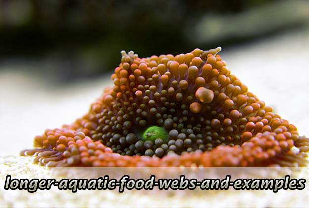 Longer Aquatic Food Webs and Examples