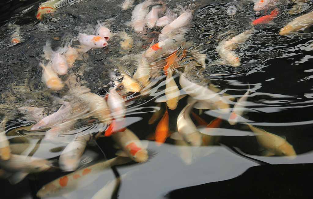Why Aquatic Food Webs Are Longer