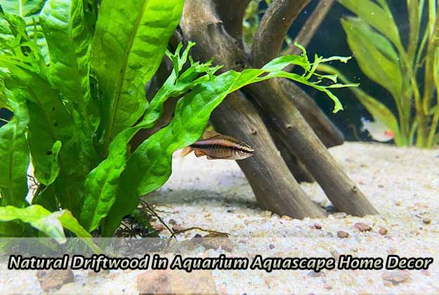 Natural Driftwood in Aquarium Aquascape Home Decoration