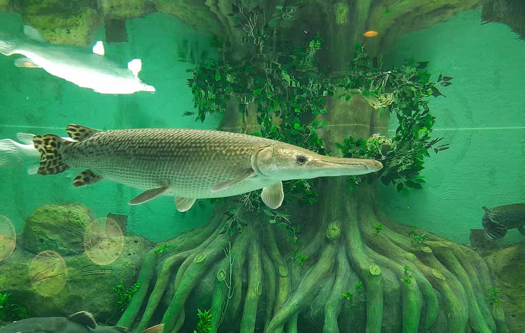 Facts About Natural Driftwood