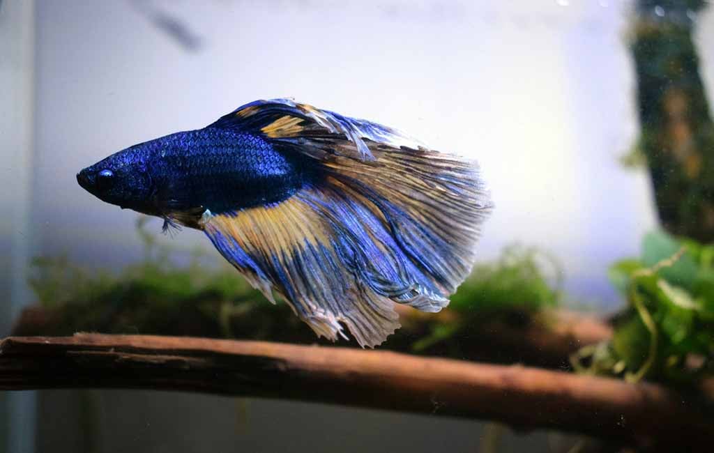 aquascaping natural driftwood