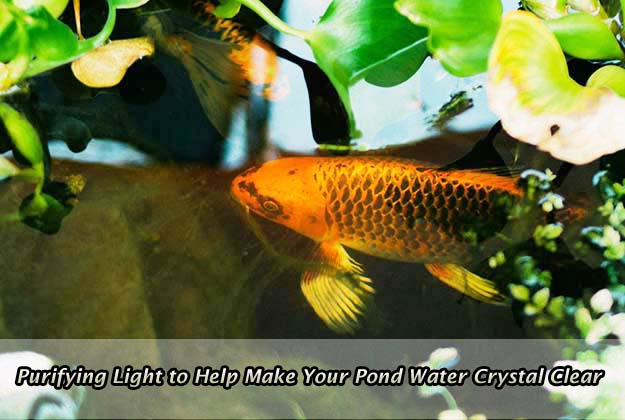 Purifying Light to Help Make Your Pond Water Crystal Clear