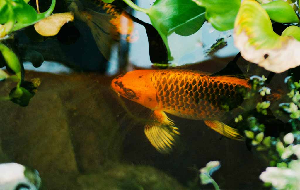 pond purify