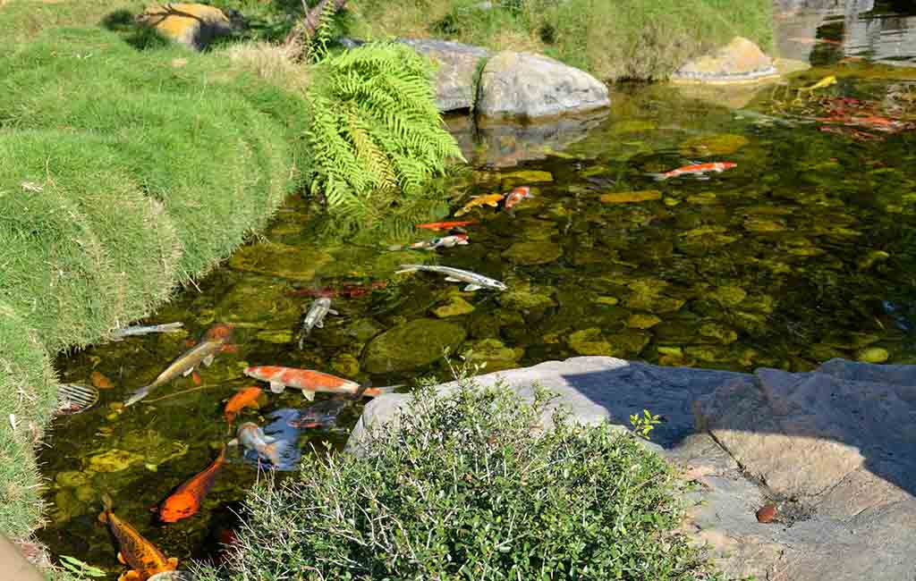 how to purify pond water