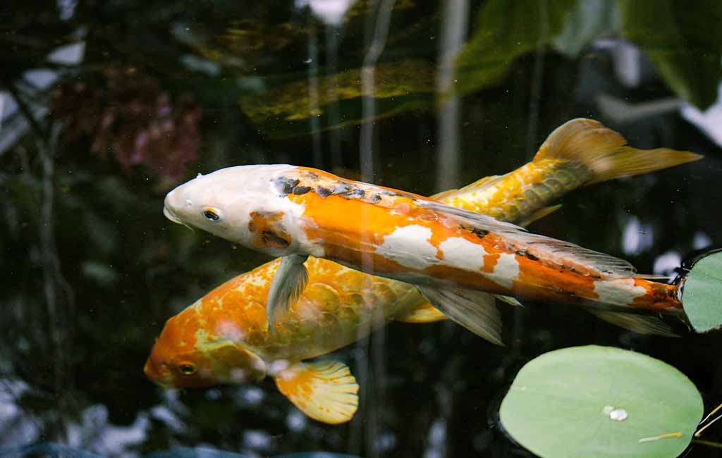Purify Pond Water