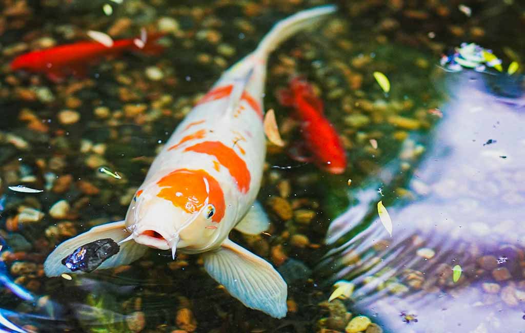 Make Your Pond Water Crystal Clear