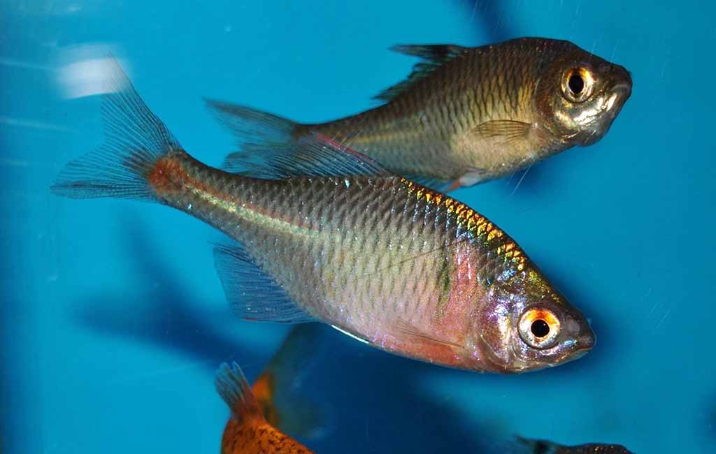 Fish Tank for Your Rosy Bitterling