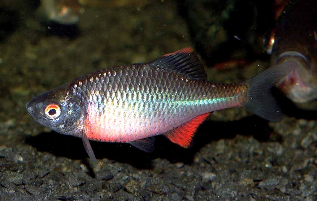 Rosy Bitterling Fish Stocking Calculation