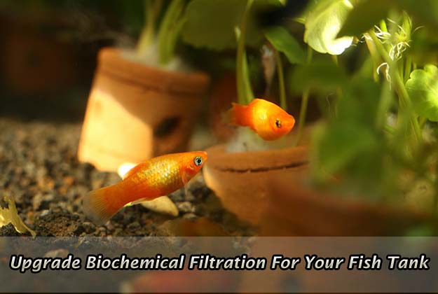 Upgrade Biochemical Filtration For Your Fish Tank