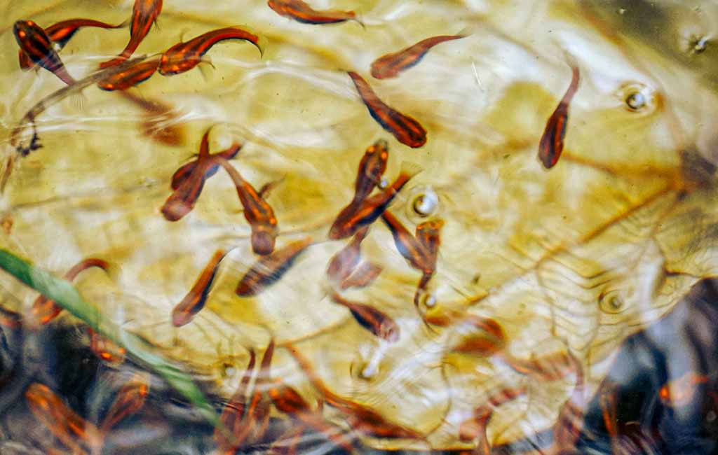 Factors Affecting Aquarium Biochemical Filtration