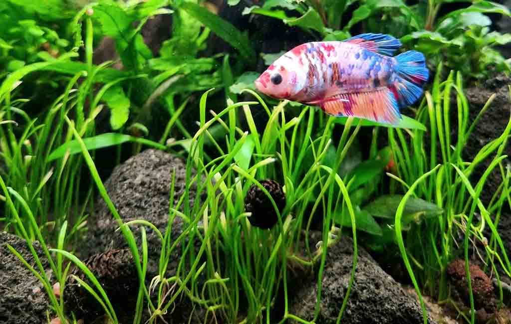 Increase Biochemical Filtration for Your Tank