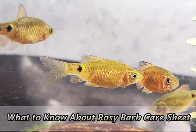 What to Know About Rosy Barb Care Sheet