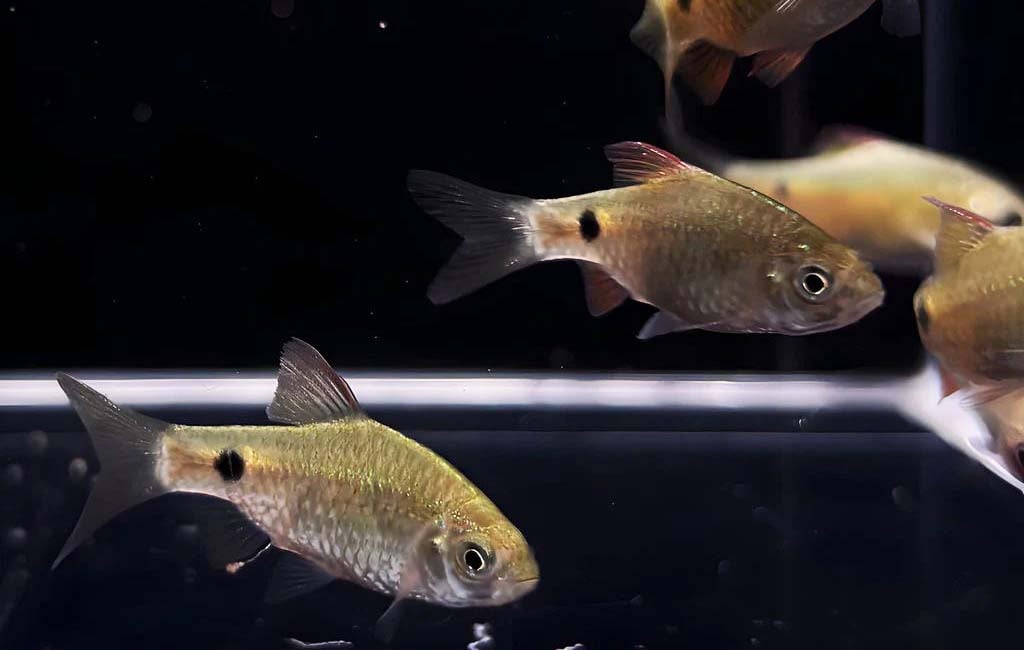 Common Health Issues on rosy barb