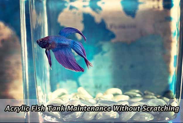 Acrylic Fish Tank Maintenance Without Scratching