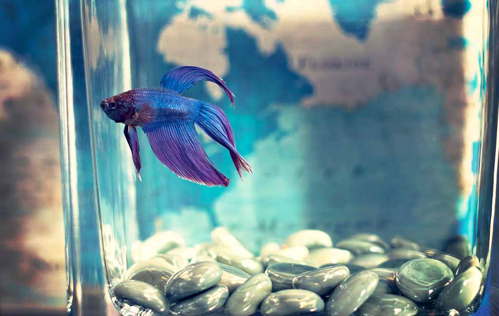 acrylic fish tank