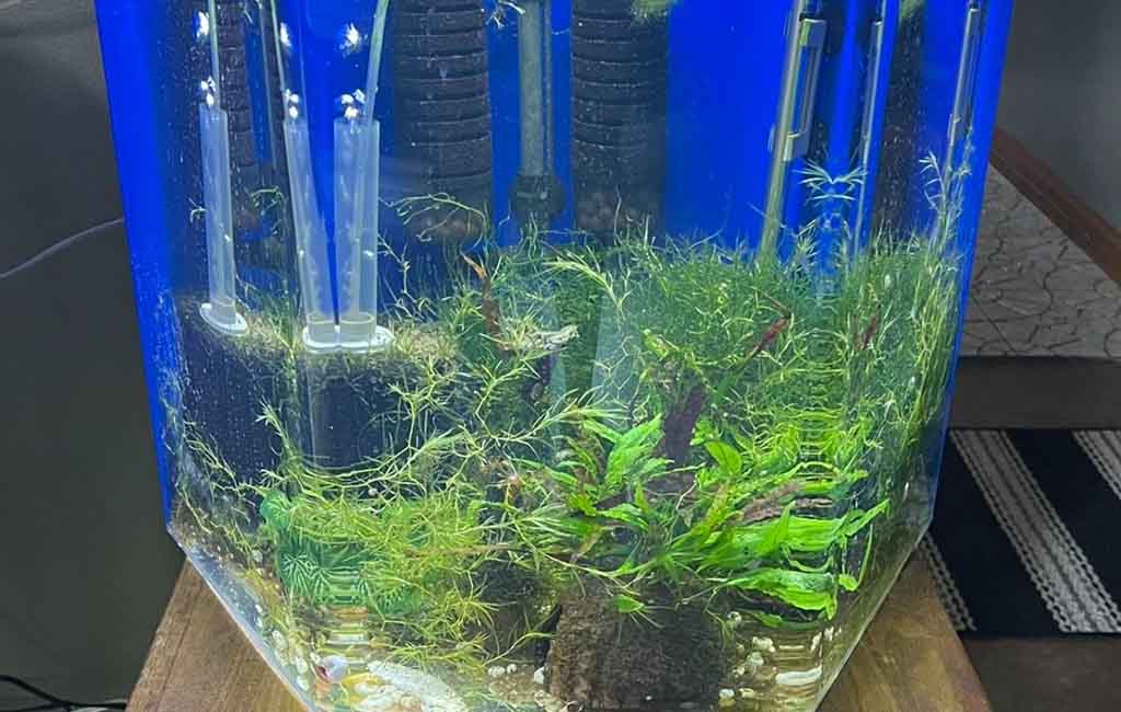 acrylic fish tank maintenance